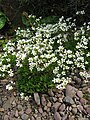 Saxifraga portosanctana, RBGE 2010. jpg