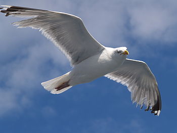 English: Flying Herring Gull (Larus argentatus...