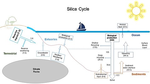 Silica cycle draft