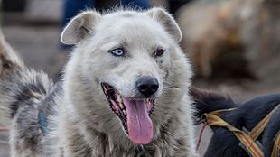 An Alaskan husky sled dog with heterochromia. Huskies are a breed known to have a high incidence of heterochromia. Sled dog on Svalbard with heterochromia.jpg