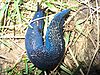 photo of an blue slug