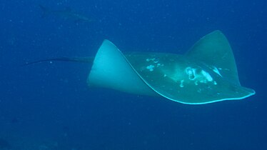 The smalleye stingray (Megatrygon microps) is a rare stingray distributed throughout the Indo-Pacific.