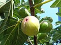 Miniatura para Ficus carica