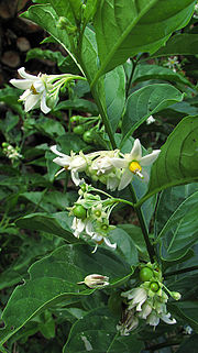 Miniatura para Solanum campaniforme