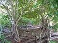 Ficus microcarpa