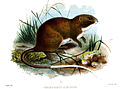 white-tailed olalla rat