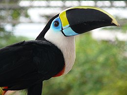 Ramphastos vitellinus culminatus