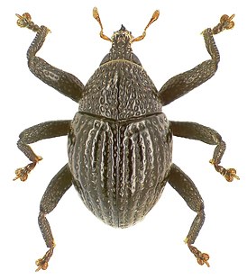 Trigonopterus dentirostris