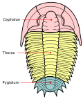 Typische Dreiteilung eines Trilobiten: Cephalon (Kopfschild), Thorax (Rumpf) und Pygidium (Schwanzschild)