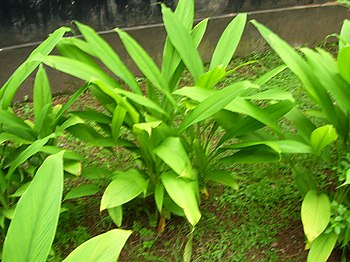 English: Turmeric plant found in Dakshina Kann...