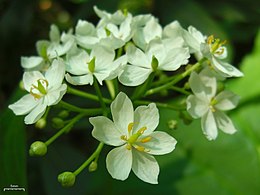 Diphylleia cymosa