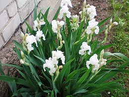 Blyškusis vilkdalgis (Iris pallida)