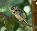 Miniatura para Vireo gracilirostris