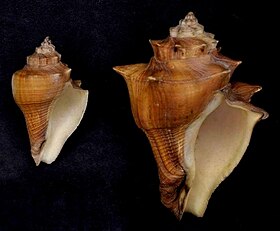Duas conchas de V. cochlidium; espécimes das ilhas Molucas, na Indonésia, pertencentes à coleção do Museu de História Natural de Leiden.