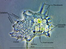 An amoeba of the genus Mayorella (Amoebozoa, Discosea) Stroenie ameby Mayorella sp.jpg