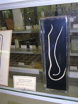 Cilvēka cērme (Ascaris lumbricoides)