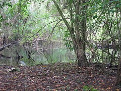 Calakmul Calakmul