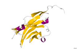 Myelin-Oligodendrozyten-Glykoprotein