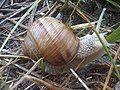 Éticsiga (Helix pomatia)