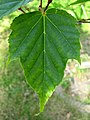 台灣紅榨槭 葉 Ventnor Botanic Garden