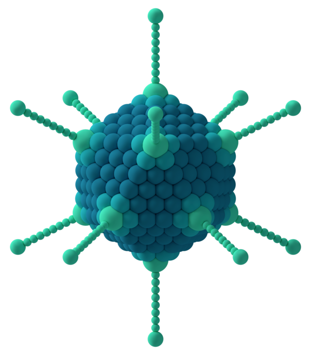 Diagram of adenovirus