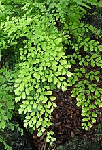 Miniatura para Adiantum chilense