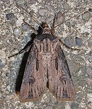 Agrotis venerabilis