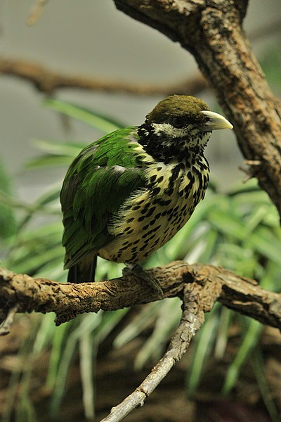 File:Ailuroedus buccoides at the Denver Zoo-2012 03 12 0958.jpg