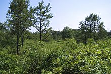 A few pine trees are surrounded by a number of low-lying oak-scrub bushes and trees during summer months.