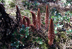 Allotropa virgata