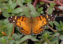 American Lady Vanessa virginiensis Upper Wings 1609px.jpg