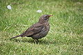 Amsel weiblich