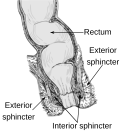 Miniatuur voor Musculus sphincter ani externus