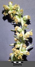 Inflorescence