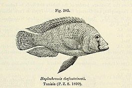 Astatotilapia desfontainii