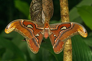 Attacus taprobanis mashkull.