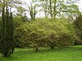 'Hillieri' in Stanmer Park Arboretum, spring