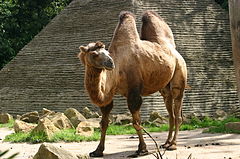 240px-Bactrian_Camel.jpg