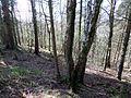 Outer bank and slope down to the Carmel Water.