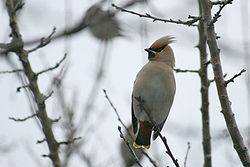 Bombycilla garrulus Seidenschwanz.jpg