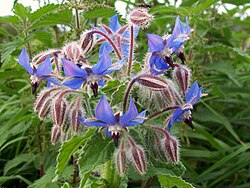 Rohtopurasruoho (Borago officinalis)