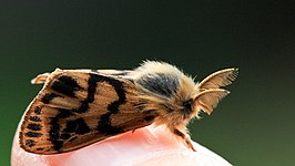 Bracharoa tricolor