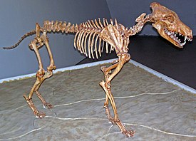 Смонтированный скелет в Музее естественной истории Штернберга