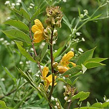 Cassia Occidentalis