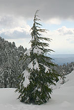 Miniatura para Cedrus brevifolia