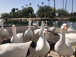 Chaparral Park in Scottsdale Arizona