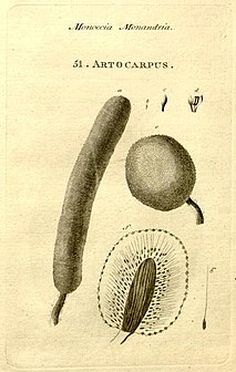 Placa 51 Artocarpus, o gênero fruta-pão, detalhes anatômicos da fruta