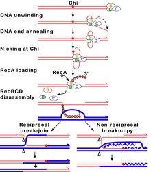 Figure 8A. Molecular model for the RecBCD pathway of recombination. This model is based on reactions of DNA and RecBCD with ATP in excess over Mg2+ ions. Step 1: RecBCD binds to a double-stranded DNA end. Step 2: RecBCD unwinds DNA. RecD is a fast helicase on the 5'-ended strand, and RecB is a slower helicase on the 3'-ended strand (that with an arrowhead) [ref 46 in current Wiki version]. This produces two single-stranded (ss) DNA tails and one ss loop. The loop and tails enlarge as RecBCD moves along the DNA. Step 3: The two tails anneal to produce a second ss DNA loop, and both loops move and grow. Step 4: Upon reaching the Chi hotspot sequence (5' GCTGGTGG 3'; red dot) RecBCD nicks the 3'-ended strand. Further unwinding produces a long 3'-ended ss tail with Chi near its end. Step 5: RecBCD loads RecA protein onto the Chi tail. At some undetermined point, the RecBCD subunits disassemble. Step 6: The RecA-ssDNA complex invades an intact homologous duplex DNA to produce a D-loop, which can be resolved into intact, recombinant DNA in two ways. Step 7: The D-loop is cut and anneals with the gap in the first DNA to produce a Holliday junction. Resolution of the Holliday junction (cutting, swapping of strands, and ligation) at the open arrowheads by some combination of RuvABC and RecG produces two recombinants of reciprocal type. Step 8: The 3' end of the Chi tail primes DNA synthesis, from which a replication fork can be generated. Resolution of the fork at the open arrowheads produces one recombinant (non-reciprocal) DNA, one parental-type DNA, and one DNA fragment. Chi Recombination Model for Wikipedia.tif