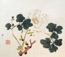 V centru velký světlý květ splývající s pozadím, vlevo a vpravo větve s tmavě zelenými trojlaločnými listy