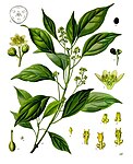 Cinnamomum camphora — Камфорное дерево